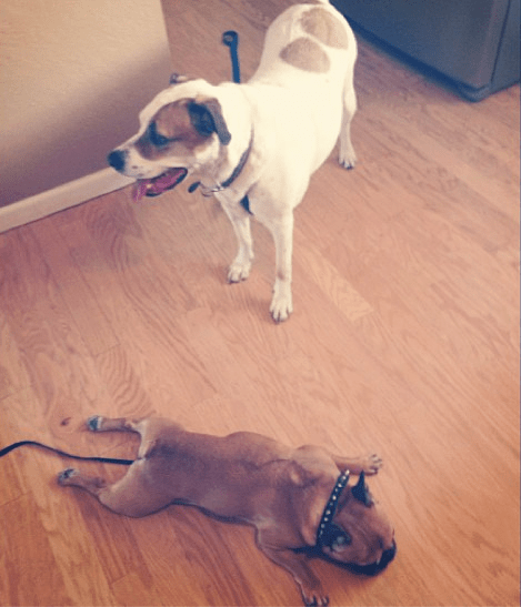 Easy Ways to Keep Your Pet Secure Easy Ways to Keep Your Pet Secure